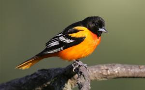 Orange black feathers bird wallpaper thumb