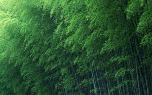 Bamboo Trees HD wallpaper thumb