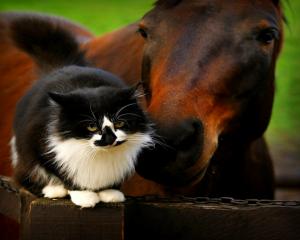 precious moment black and white cat Chain chestnut horse FRIENDLY kitty nuzzling plank sitting sniff HD wallpaper thumb