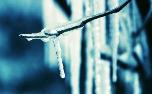 Frozen Ice Twig HD wallpaper thumb
