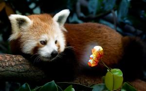 Red Panda Firefox wallpaper thumb