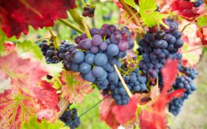 Blue purple grapes, red leaves, autumn, harvest wallpaper thumb