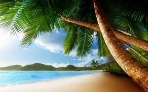 Tropical Palm Trees Beach Ocean Trees HD wallpaper thumb