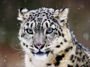 Snow Leopard wallpaper thumb