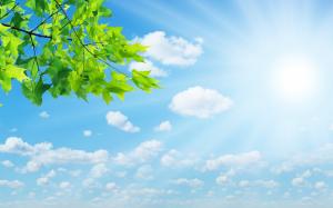 Blue Sky And Green Leaves wallpaper thumb