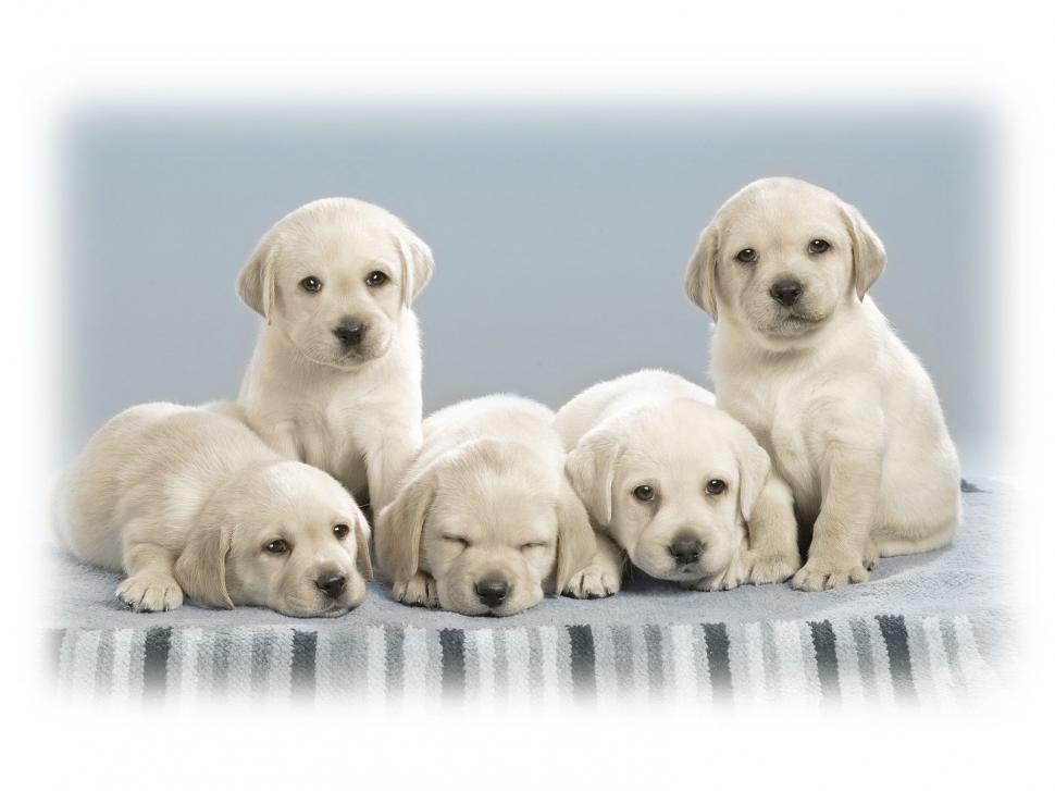 Cute Puppies wallpaper,cute wallpaper,puppies wallpaper,1600x1200 wallpaper