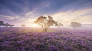 Misty Lavender Field wallpaper thumb