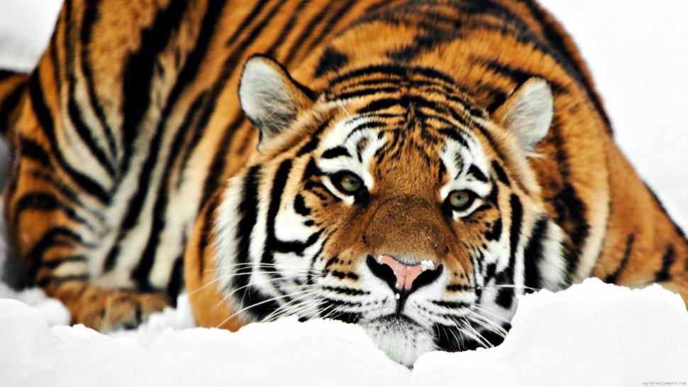 Tiger lying on the snow wallpaper,tiger HD wallpaper,snow HD wallpaper,animal HD wallpaper,winter HD wallpaper,1920x1080 wallpaper