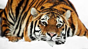 Tiger lying on the snow wallpaper thumb