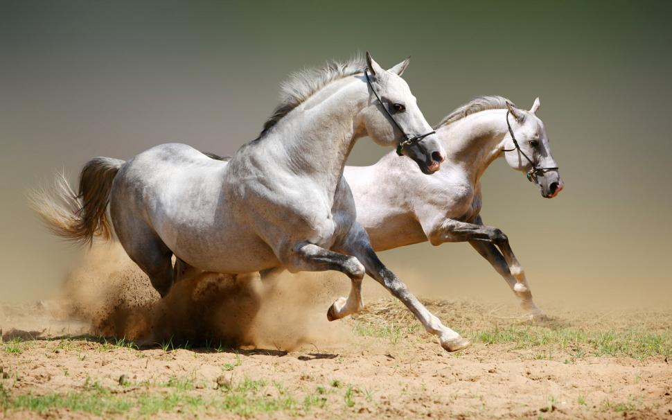 Two running white horse, dusty wallpaper,Two HD wallpaper,Running HD wallpaper,White HD wallpaper,Horse HD wallpaper,Dusty HD wallpaper,1920x1200 wallpaper