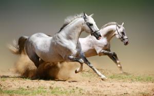 Two running white horse, dusty wallpaper thumb