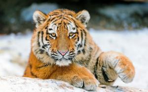 Tiger's face, eyes, claws, close-up wallpaper thumb