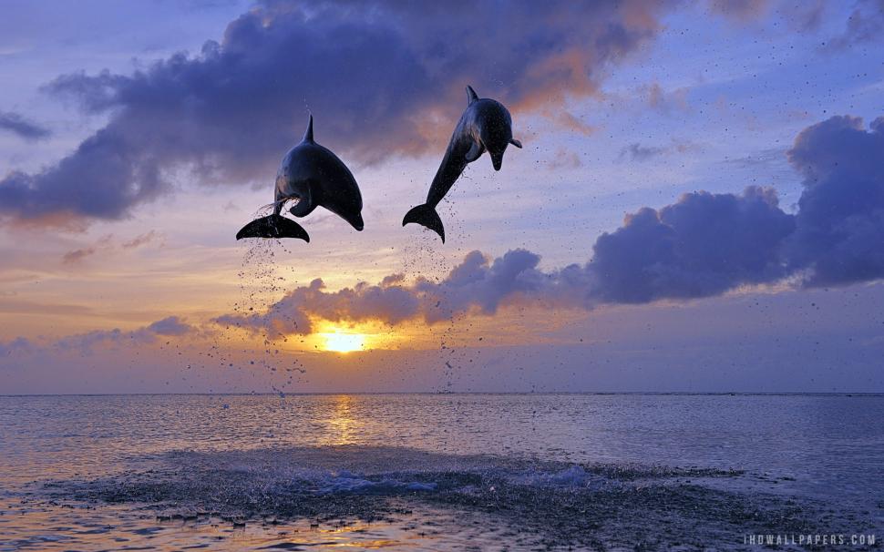 Dolphins Jumping wallpaper,jumping HD wallpaper,dolphins HD wallpaper,1920x1200 wallpaper