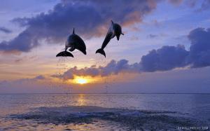 Dolphins Jumping wallpaper thumb