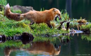 Red fox Mother Play fighting with Kit wallpaper thumb