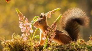 Rodent animal, squirrel, flowers, moss wallpaper thumb