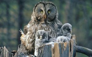Owl Family Background wallpaper thumb