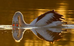 Pelican on the lake wallpaper thumb