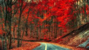 Autumn, road, trees, foliage, red leaves wallpaper thumb