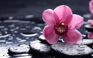 Pink flower under the rain wallpaper thumb