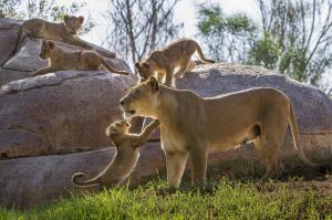 Lion cubs  HD wallpaper thumb