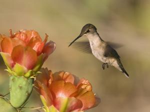 Hummingbird eat nectar wallpaper thumb