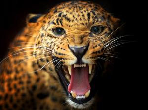 Animal close-up, leopard, teeth, eyes, mustache, black background wallpaper thumb