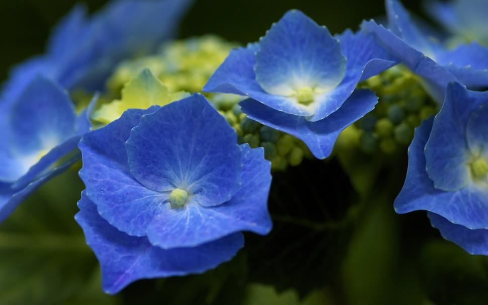 Blue hydrangea, petals wallpaper,Blue HD wallpaper,Hydrangea HD wallpaper,Petals HD wallpaper,1920x1200 wallpaper