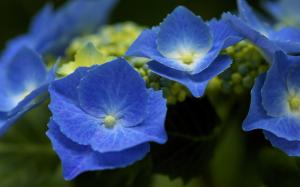 Blue hydrangea, petals wallpaper thumb