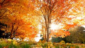 Trees Autumn Leaves Sunlight HD wallpaper thumb