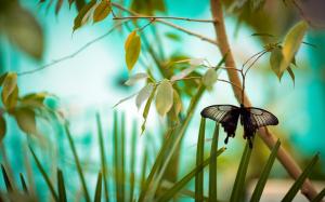 Black butterfly, branch, grass, leaves wallpaper thumb