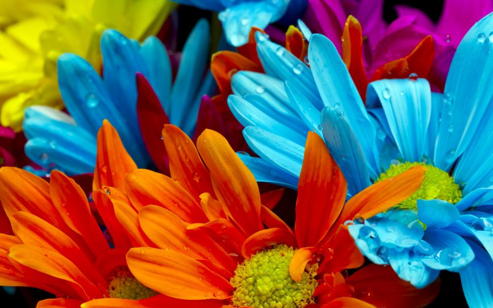 The bright colorful of chrysanthemum petals wallpaper,Bright HD wallpaper,Colorful HD wallpaper,Chrysanthemum HD wallpaper,Petals HD wallpaper,2560x1600 wallpaper