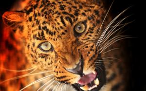 Animal Predator Leopard wallpaper thumb