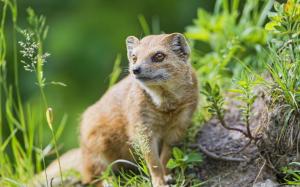 Predator, mongoose close-up, grass wallpaper thumb