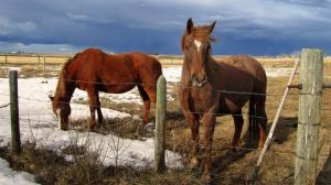 Horses Behind The Fence wallpaper thumb