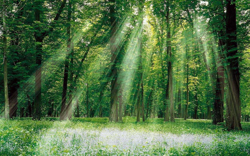 Wondrous Sunrays In The Forest wallpaper,rays HD wallpaper,forest HD wallpaper,flowers HD wallpaper,nature & landscapes HD wallpaper,1920x1200 wallpaper