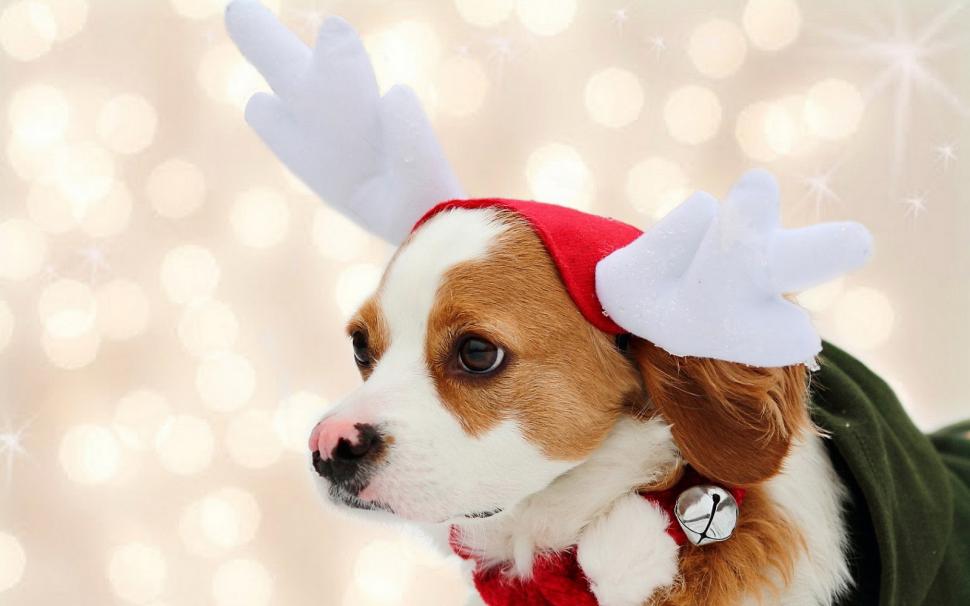 Wallpaper dog New Year Christmas puppy happy Santa Christmas puppy  dog New Year cute Merry santa hat images for desktop section собаки   download