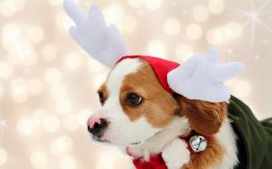Holidays, Cute, Dog, Christmas wallpaper thumb