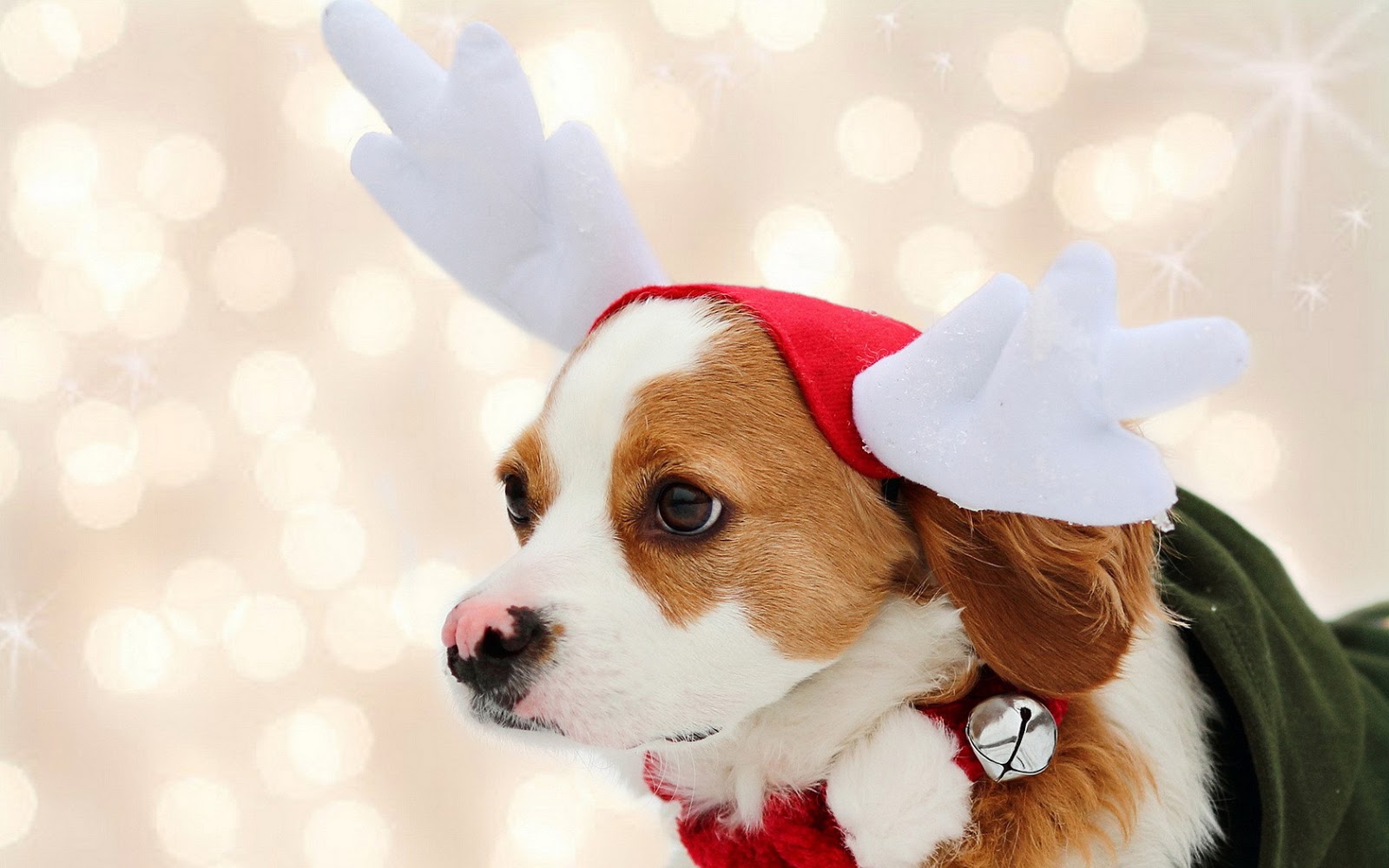 Cute French Bulldog Dog Puppy Wearing A Seasonal Christmas Reindeer Antler  Headband With Autumn Berries Stock Photo  Download Image Now  iStock
