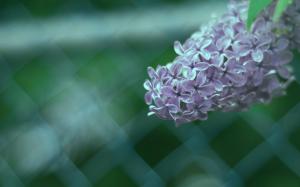 Lilac Flower Close-Up wallpaper thumb