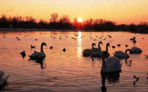 Lake, swans, birds, sunset, trees, red sky wallpaper thumb