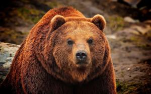 Brown bear, face close-up wallpaper thumb