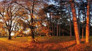 Autumn, park, trees, foliage, yellow leaves, sun wallpaper thumb