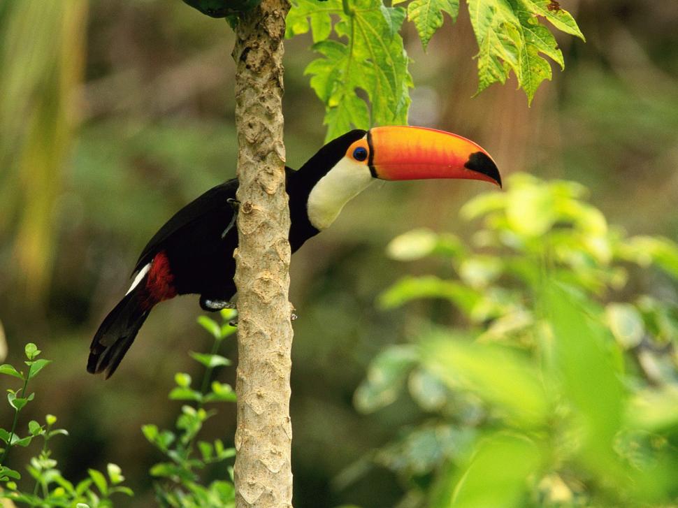 Toco Toucan in the Tropical Forest wallpaper,forest wallpaper,toucan wallpaper,tropical wallpaper,toco wallpaper,1600x1200 wallpaper