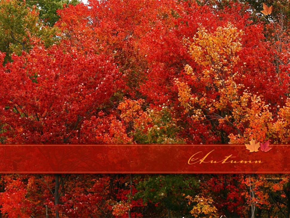 Autumn in red Breathetaking cool fall gorgeous rich Trees HD wallpaper,nature wallpaper,trees wallpaper,red wallpaper,cool wallpaper,fall wallpaper,gorgeous wallpaper,rich wallpaper,breathetaking wallpaper,1024x768 wallpaper