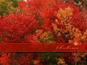 autumn in red Breathetaking cool fall gorgeous rich Trees HD wallpaper thumb