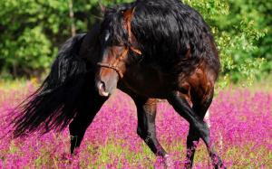 Horse On A Pink Field wallpaper thumb