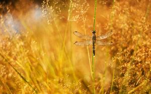 Summer, grass, dew, glare, dragonfly wallpaper thumb