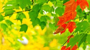 Nature Autumn Leaves Sunlight Macro Depth Field Desktop Background Images wallpaper thumb