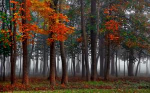 Forest, fog, autumn, trees wallpaper thumb